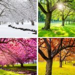 Seasonal Landscaping Tips