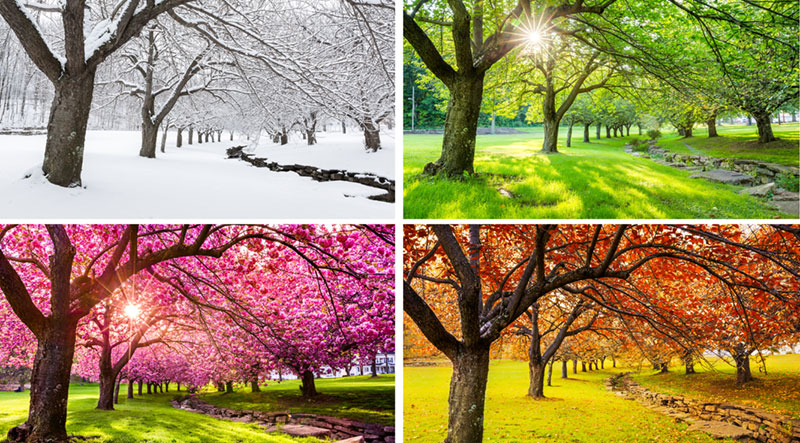 Seasonal Landscaping Tips